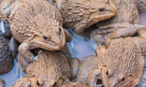Giá ếch nuôi đạt mức cao kỷ lục
