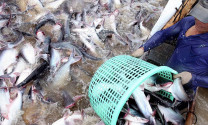 Giá cá tra tăng nhưng tránh thả nuôi ồ ạt