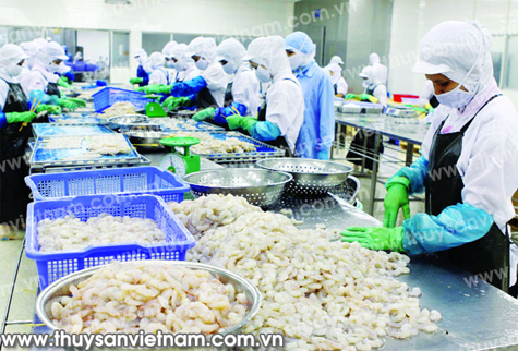Các cơ sở chế biến thủy sản cần tuân thủ quy định an toàn vệ sinh thực phẩm - Ảnh: An Đăng