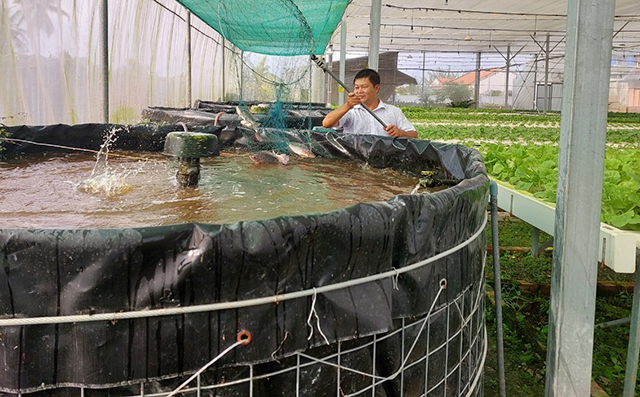 Mô hình Aquaponics - trồng rau kết hợp nuôi cá